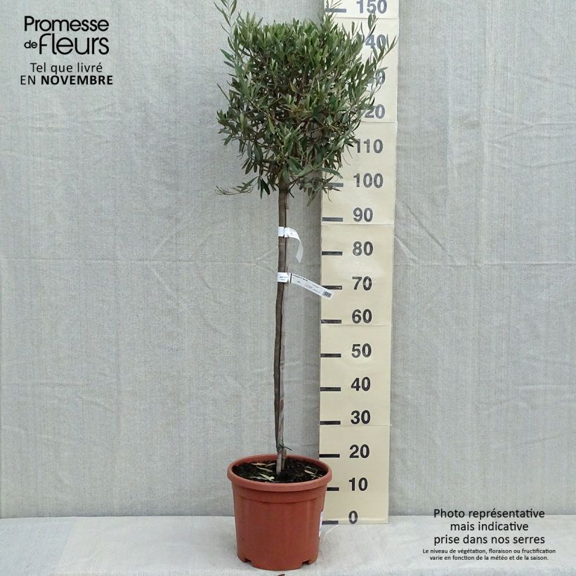 Esemplare di Olea europaea (alberello) - Olivo Vaso da 7,5L/10L come consegnato in autunno
