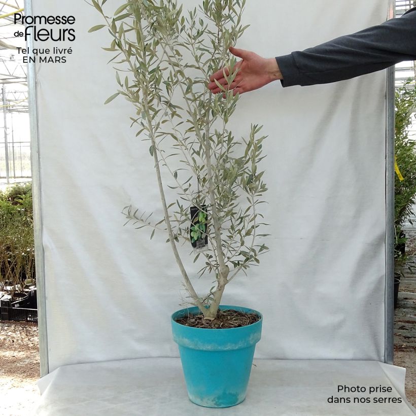 Olea europaea - Olivo Vaso da 7,5L/10L esemplare consegnato in primavera