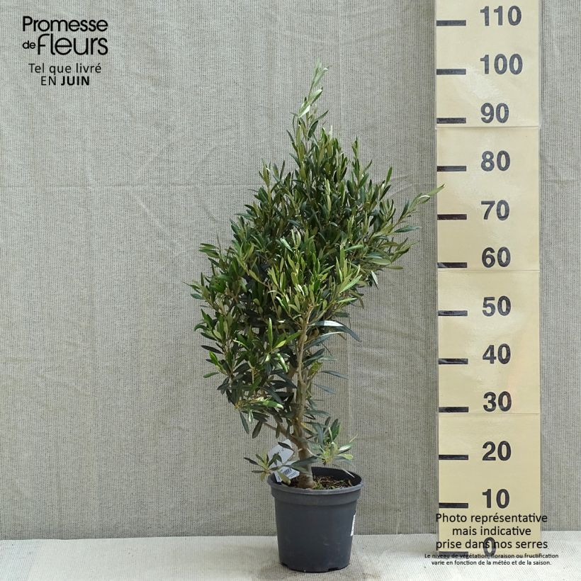 Olea europaea - Olivo Vaso da 2L/3L, A cespuglio esemplare consegnato in primavera
