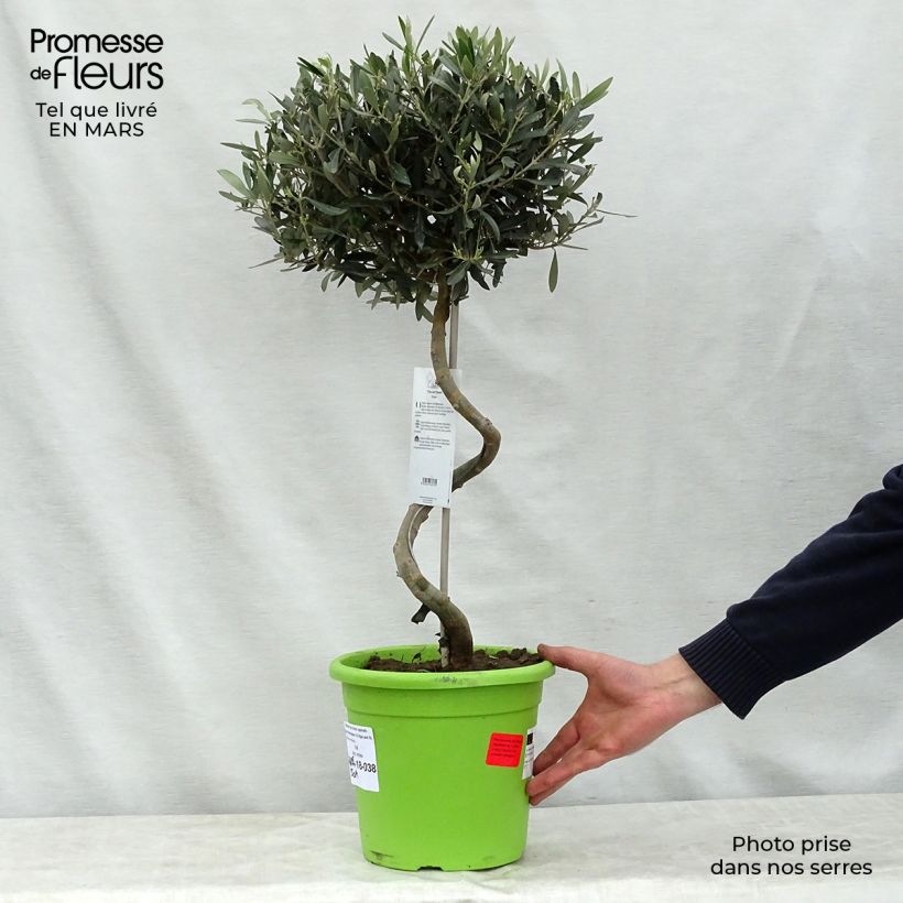 Olea europaea (alberello) - Olivo Vaso da 4L/5L, Vaso impalcato esemplare consegnato in primavera