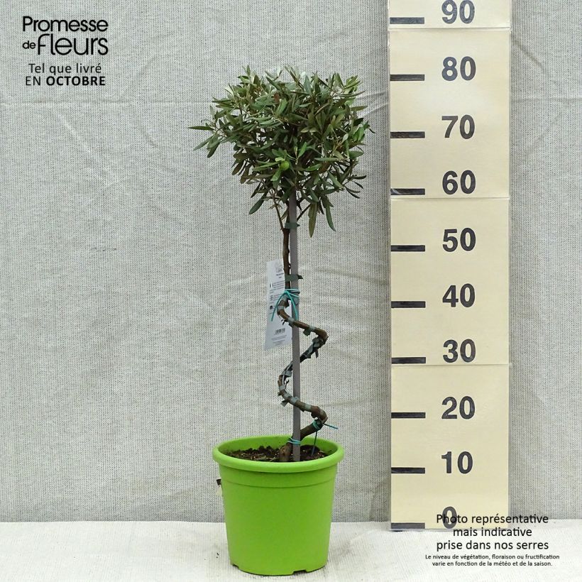 Esemplare di Olea europaea (alberello) - Olivo Vaso da 4L/5L come consegnato in autunno