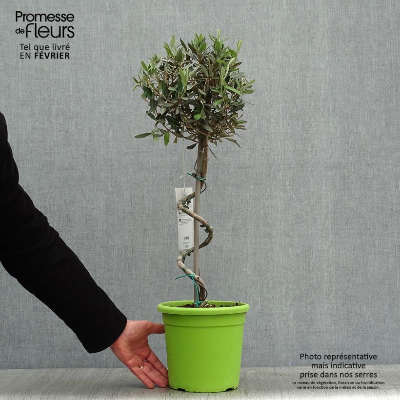 Olea europaea (alberello) - Olivo Vaso da 4L/5L esemplare consegnato in inverno