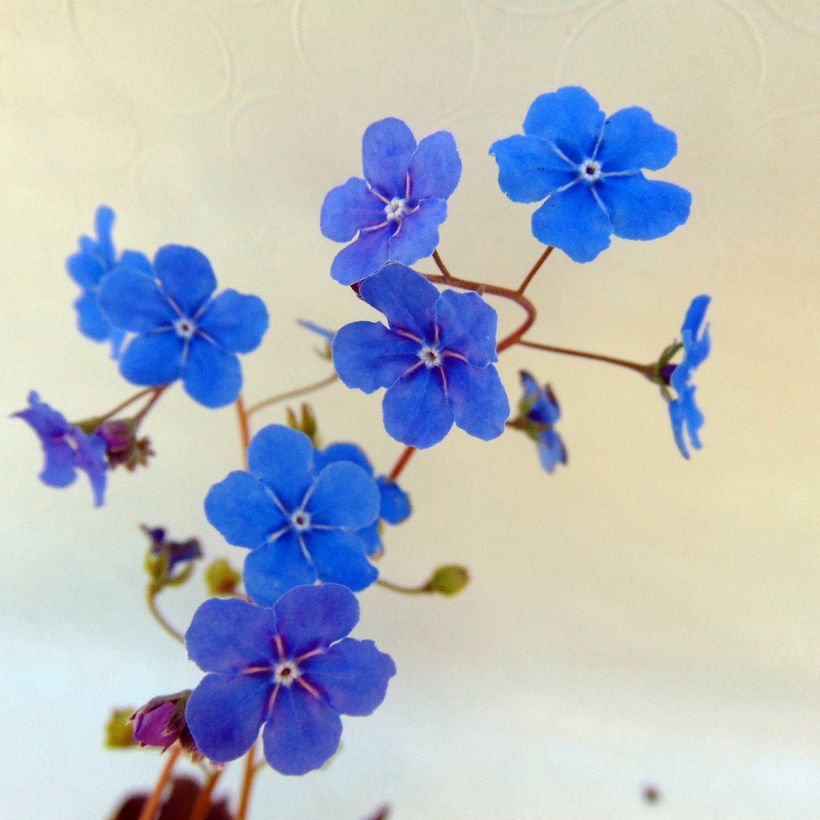 Omphalodes Cherry Ingram (Fioritura)