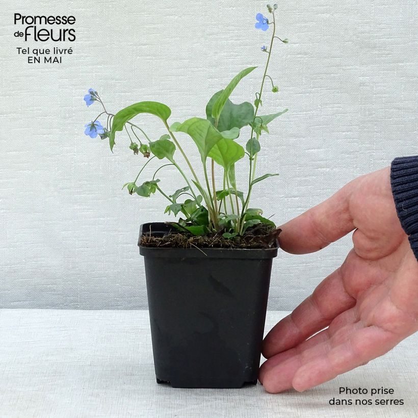 Omphalodes Cherry Ingram Vasetto da 8/9 cm esemplare consegnato in primavera