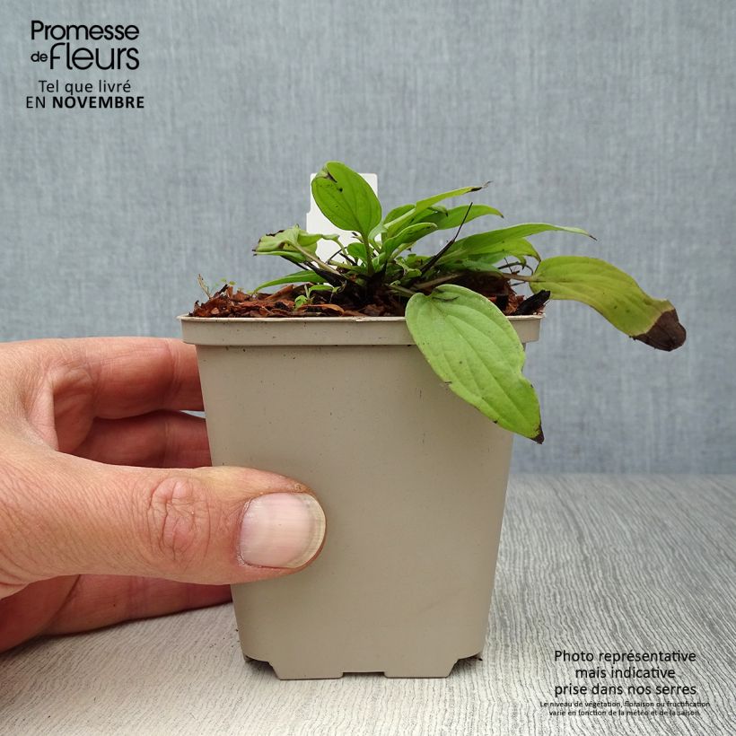 Esemplare di Omphalodes Cherry Ingram Vasetto da 8/9 cm come consegnato in autunno