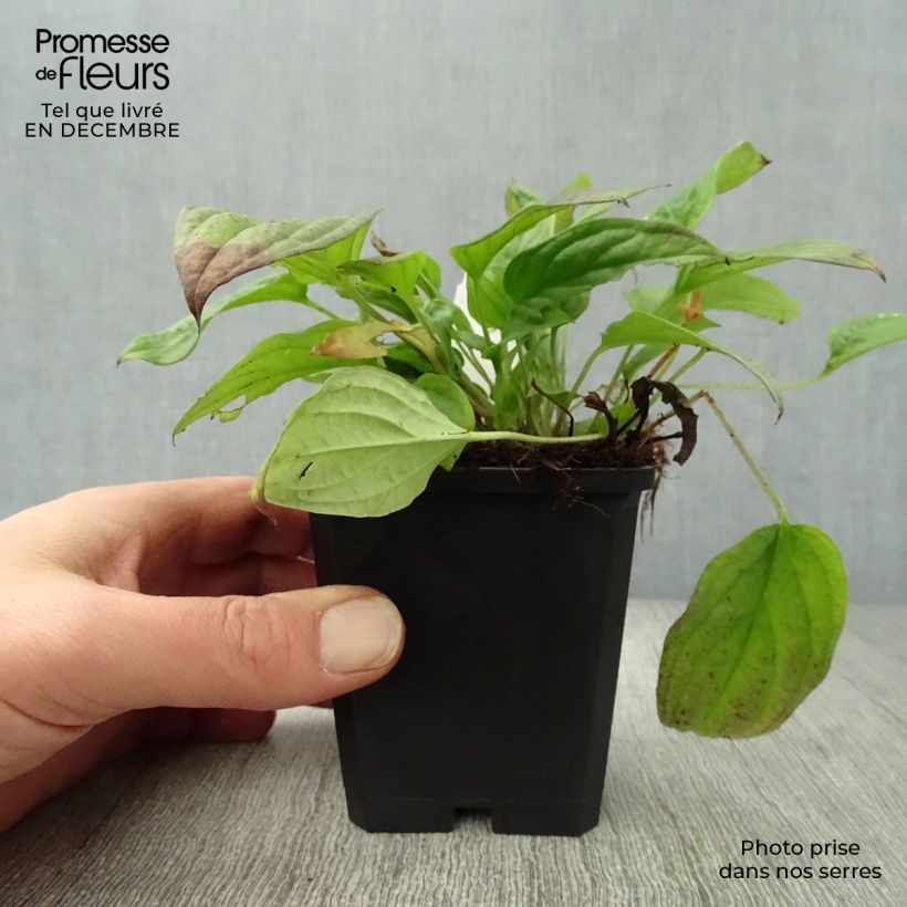 Omphalodes Cherry Ingram Vasetto da 8/9 cm esemplare consegnato in inverno