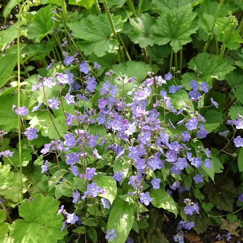 Omphalodes Cherry Ingram (Porto)