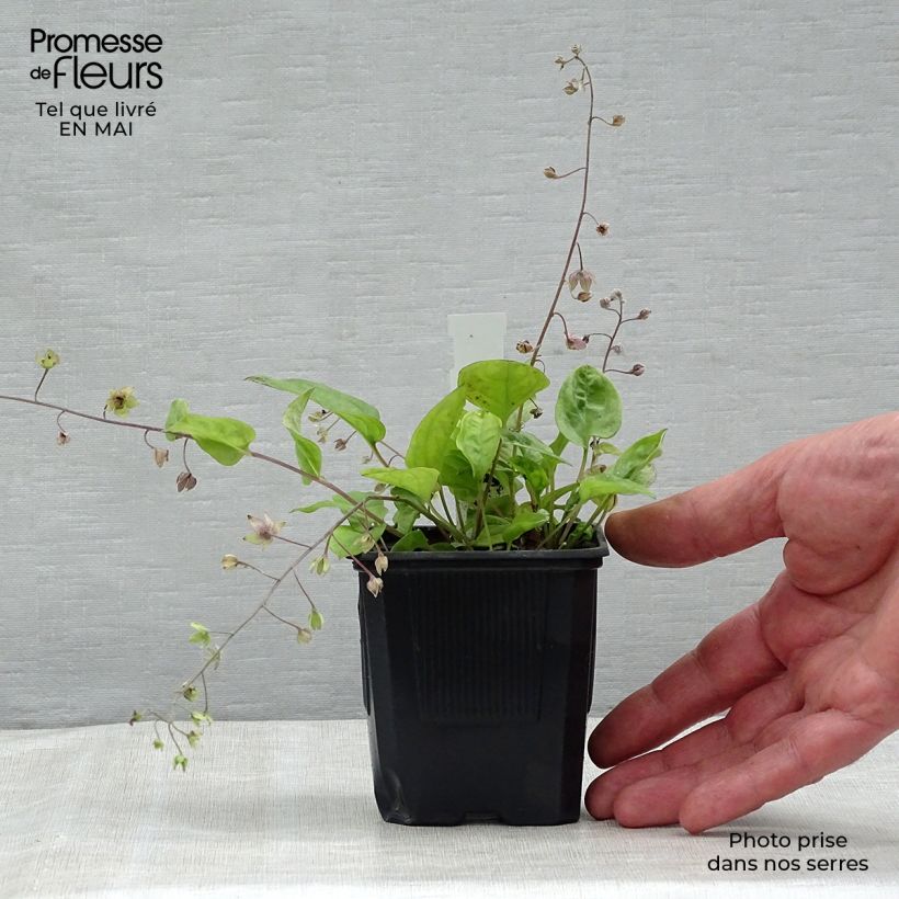 Omphalodes Starry Eyes Vasetto da 8/9 cm esemplare consegnato in primavera