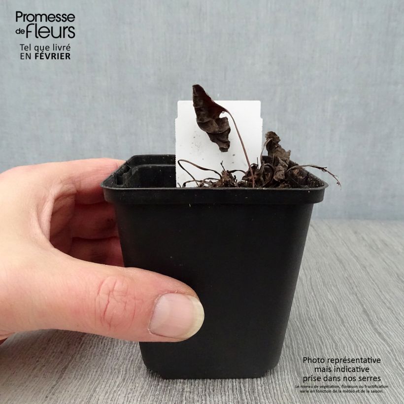 Omphalodes verna Alba - Borrana primaverile Vasetto da 8/9 cm esemplare consegnato in inverno