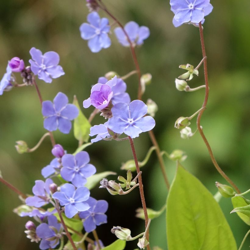 Omphalodes Cherry Ingram (Fioritura)