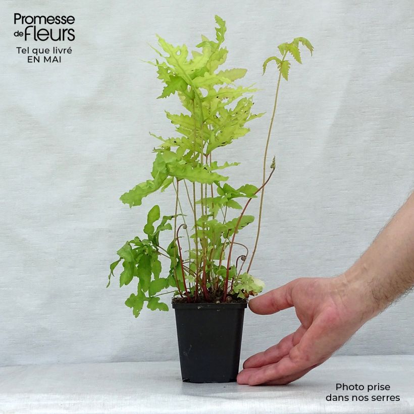 Onoclea sensibilis Vasetto da 8/9 cm esemplare consegnato in primavera