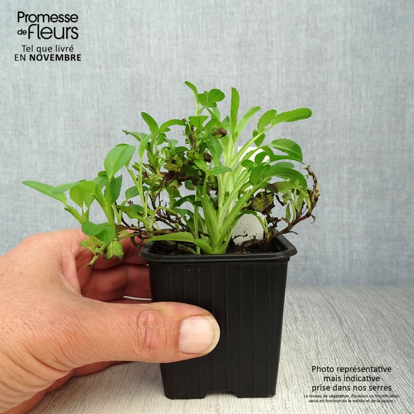 Esemplare di Ononis spinosa - Ononide spinosa Vasetto da 8/9 cm come consegnato in autunno