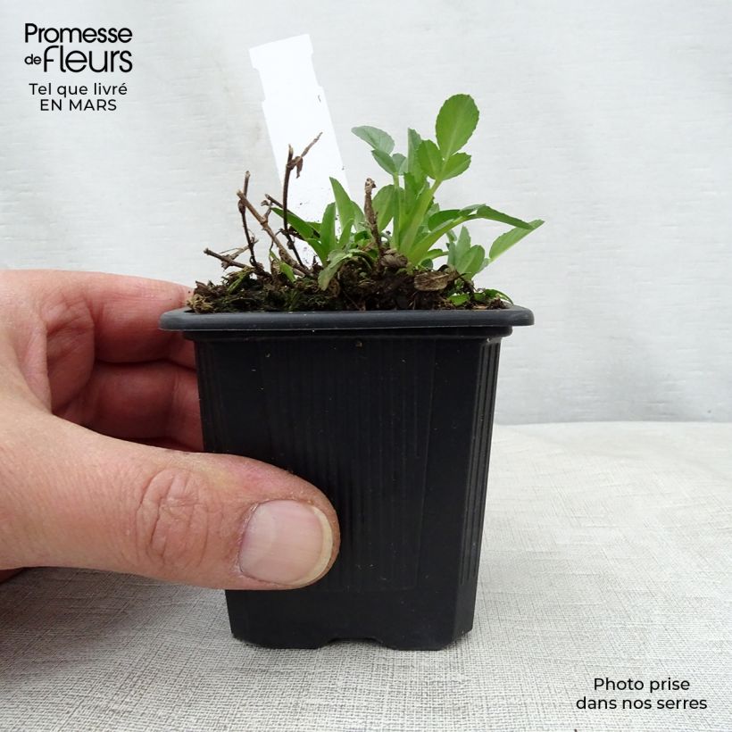 Ononis spinosa - Ononide spinosa Vasetto da 8/9 cm esemplare consegnato in primavera