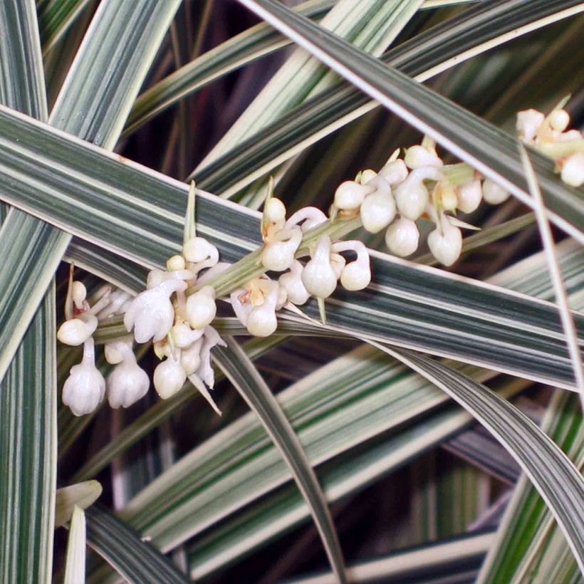 Ophiopogon jaburan Albo Variegata (Fioritura)