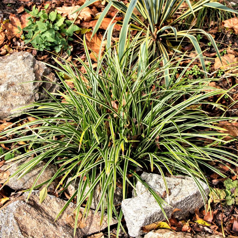 Ophiopogon jaburan Albo Variegata (Porto)