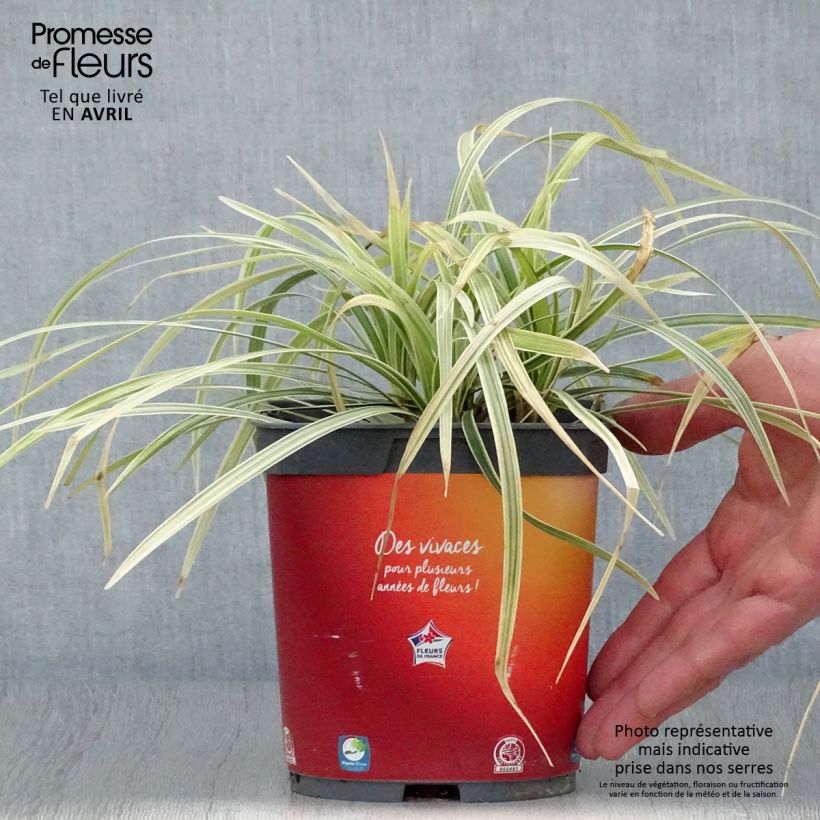 Ophiopogon jaburan Albo Variegata Vaso da 2L/3L esemplare consegnato in primavera