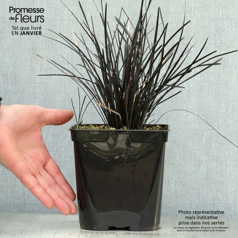 Ophiopogon planiscapus Hosoba Kokuryu Vaso da 2L/3L esemplare consegnato in inverno