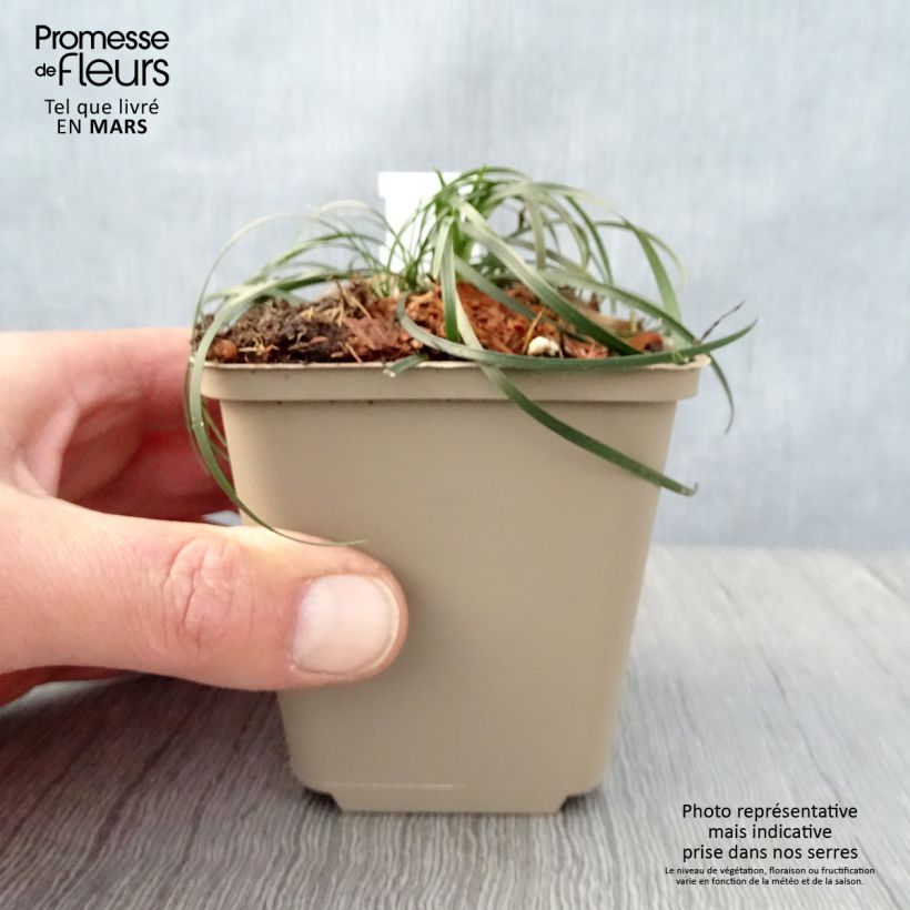 Ophiopogon chingii Vasetto da 8/9 cm esemplare consegnato in primavera