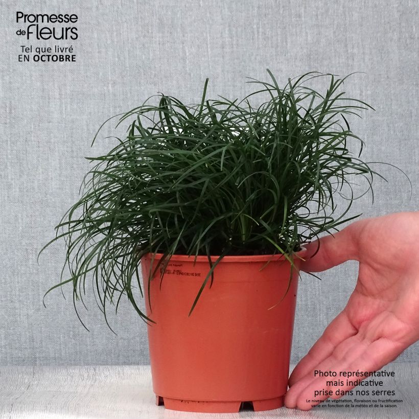 Esemplare di Ophiopogon chingii Vaso da 1L/1,5L come consegnato in autunno