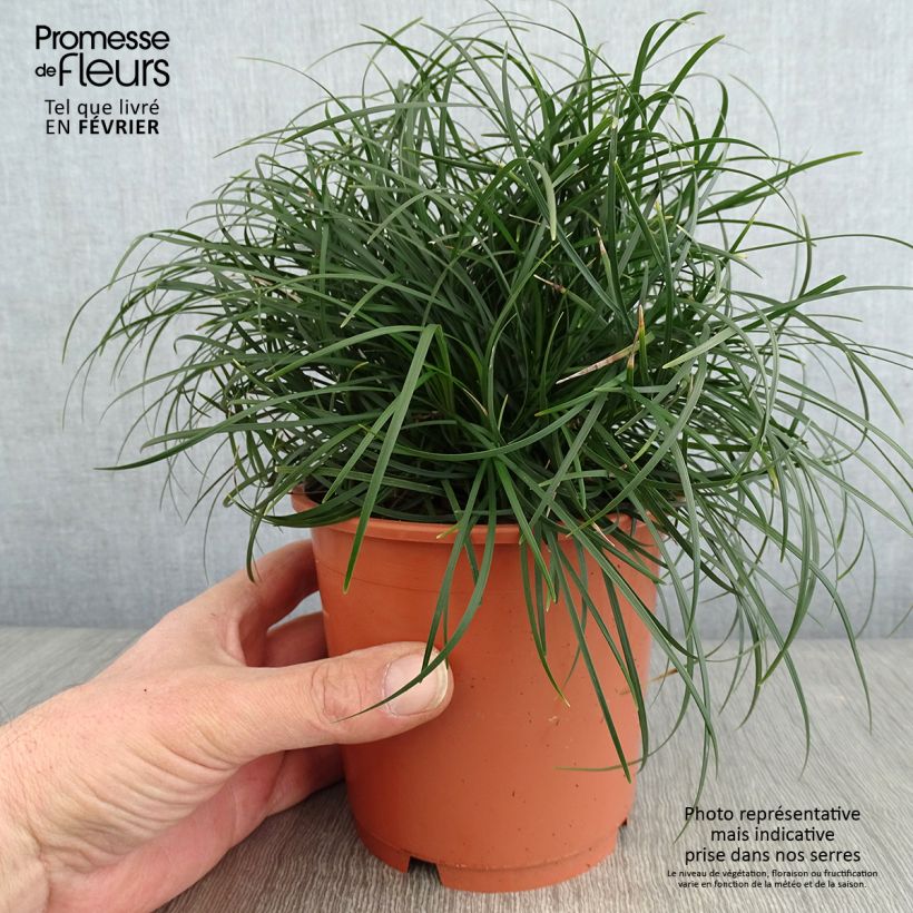 Ophiopogon chingii Vaso da 1L/1,5L esemplare consegnato in inverno