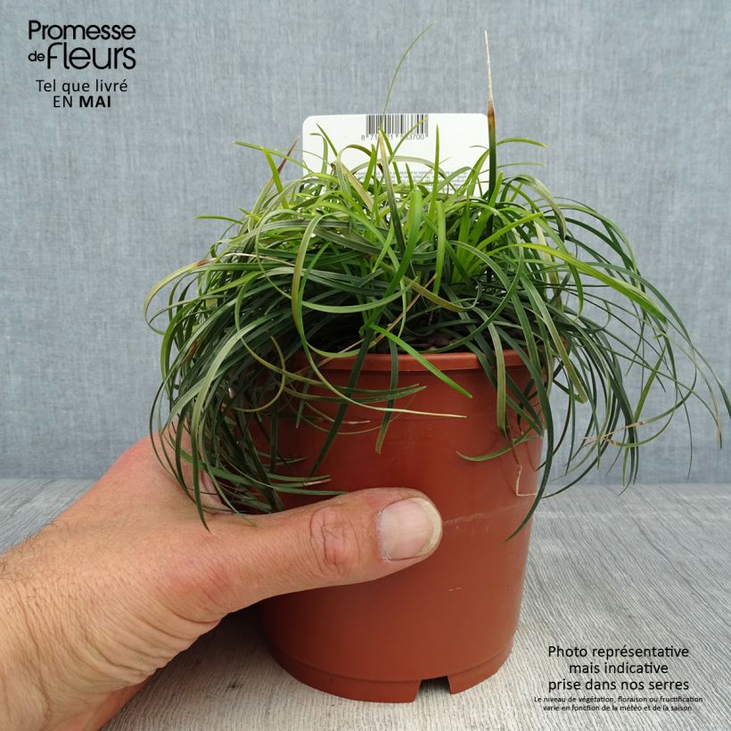 Ophiopogon chingii Vaso da 1L/1,5L esemplare consegnato in primavera