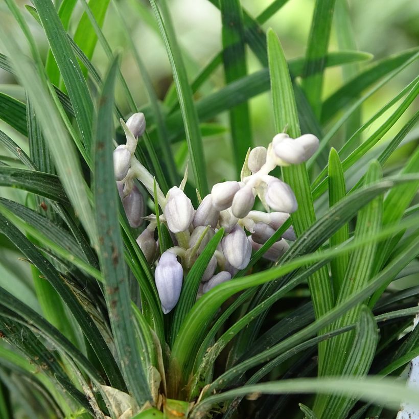 Ophiopogon japonicus - Mughetto giapponese (Fioritura)
