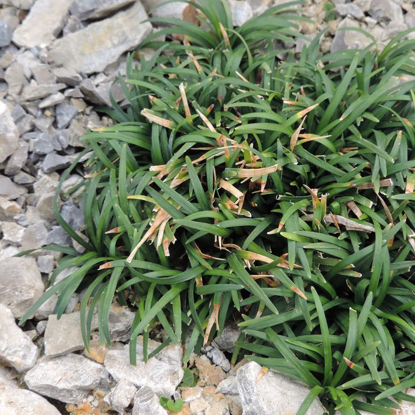 Ophiopogon japonicus Minor - Mughetto giapponese (Porto)