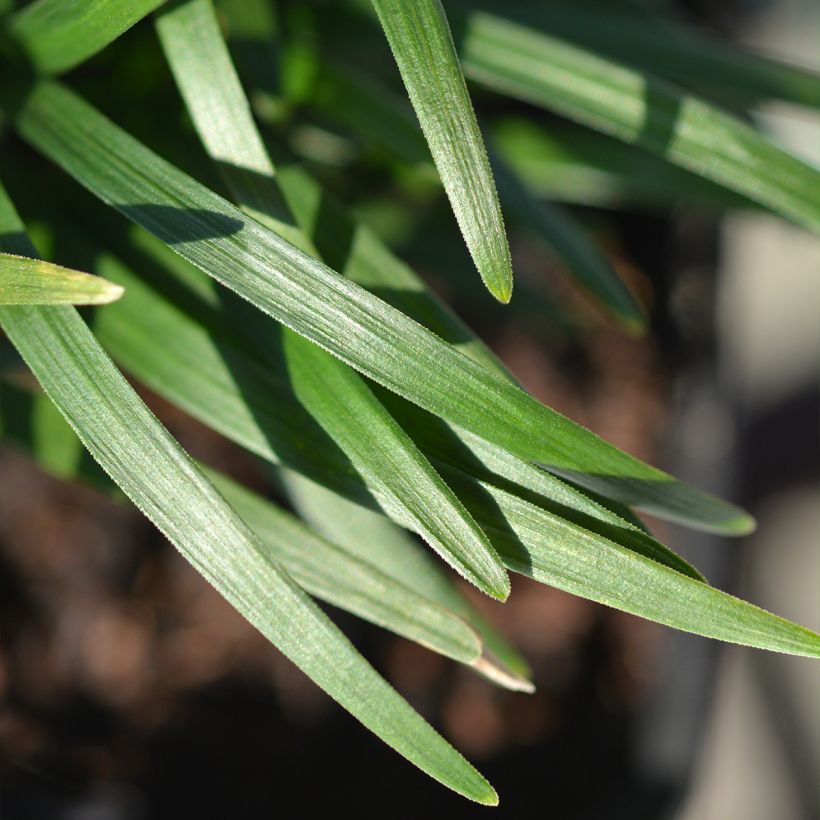 Ophiopogon japonicus Minor - Mughetto giapponese (Fogliame)