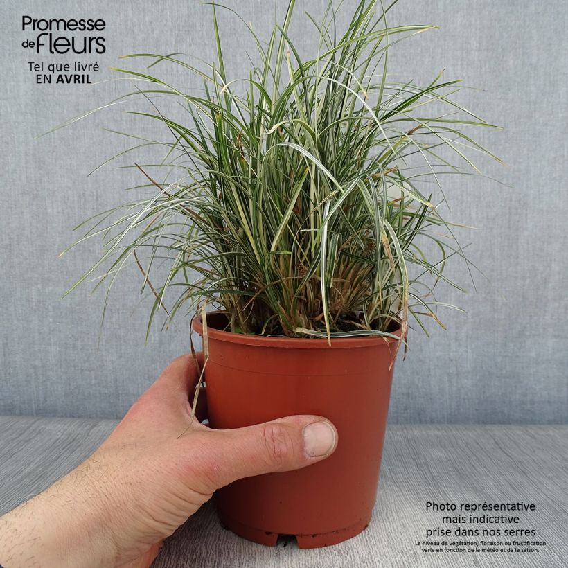 Ophiopogon japonicus Silver Mist - Mughetto giapponese Vaso da 1L/1,5L esemplare consegnato in primavera