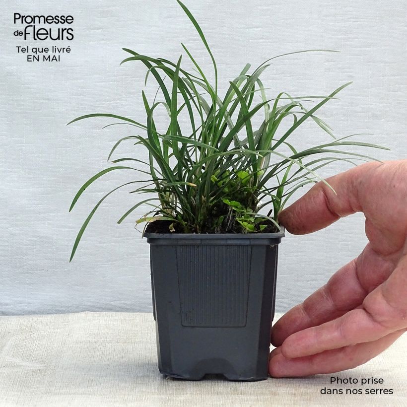 Ophiopogon japonicus - Mughetto giapponese Vasetto da 8/9 cm esemplare consegnato in primavera