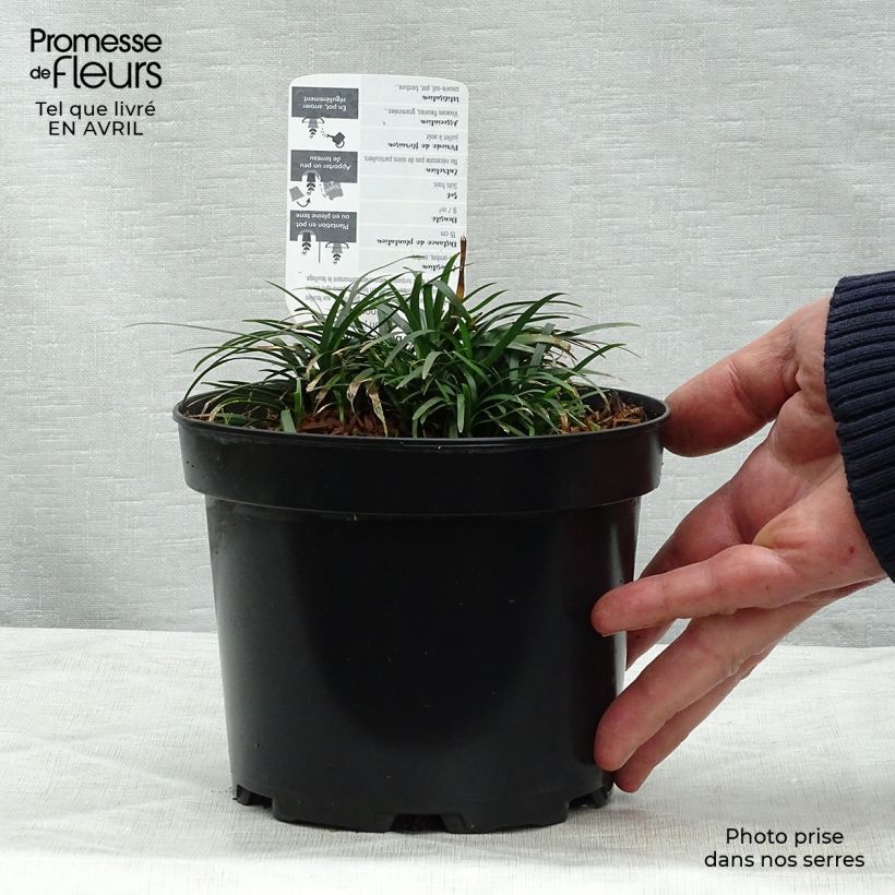 Ophiopogon japonicus - Mughetto giapponese Vaso da 2L/3L esemplare consegnato in primavera