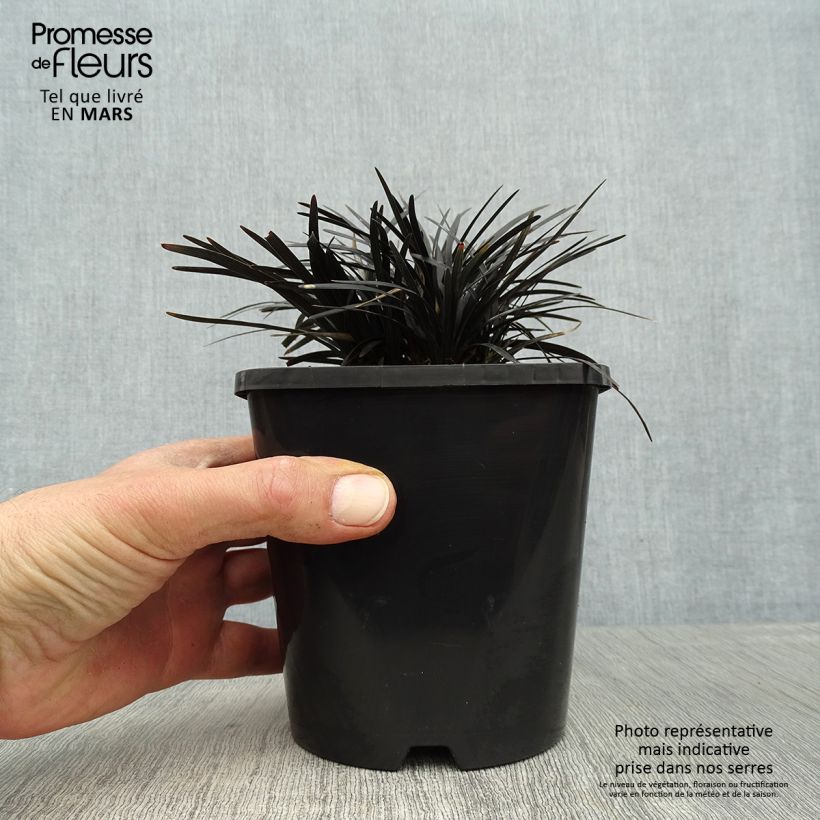 Ophiopogon planiscapus Black Dragon Vaso da 1L/1,5L esemplare consegnato in primavera