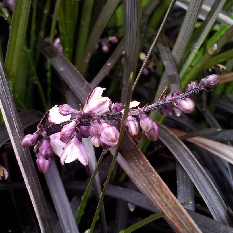 Ophiopogon planiscapus Black Dragon (Fioritura)