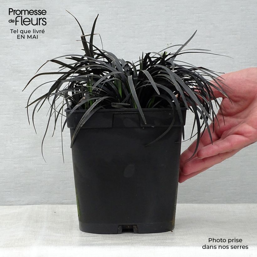Ophiopogon planiscapus Nigrescens Vaso da 2L/3L esemplare consegnato in primavera