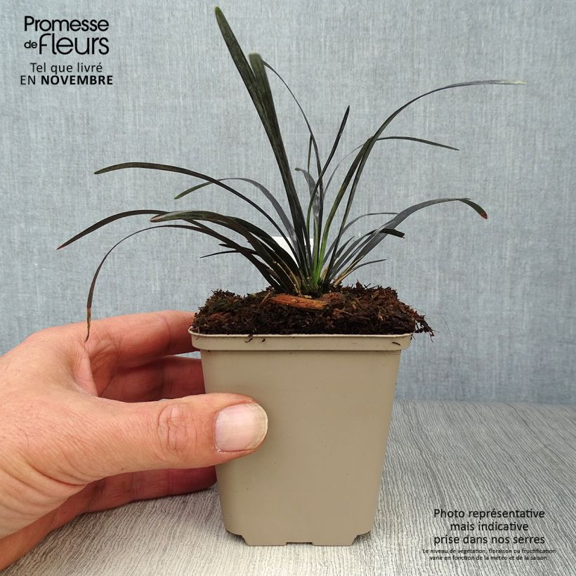 Esemplare di Ophiopogon planiscapus Nigrescens Vasetto da 8/9 cm come consegnato in autunno