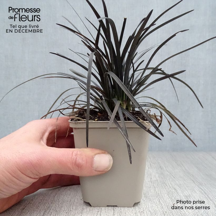 Ophiopogon planiscapus Nigrescens Vasetto da 8/9 cm esemplare consegnato in inverno