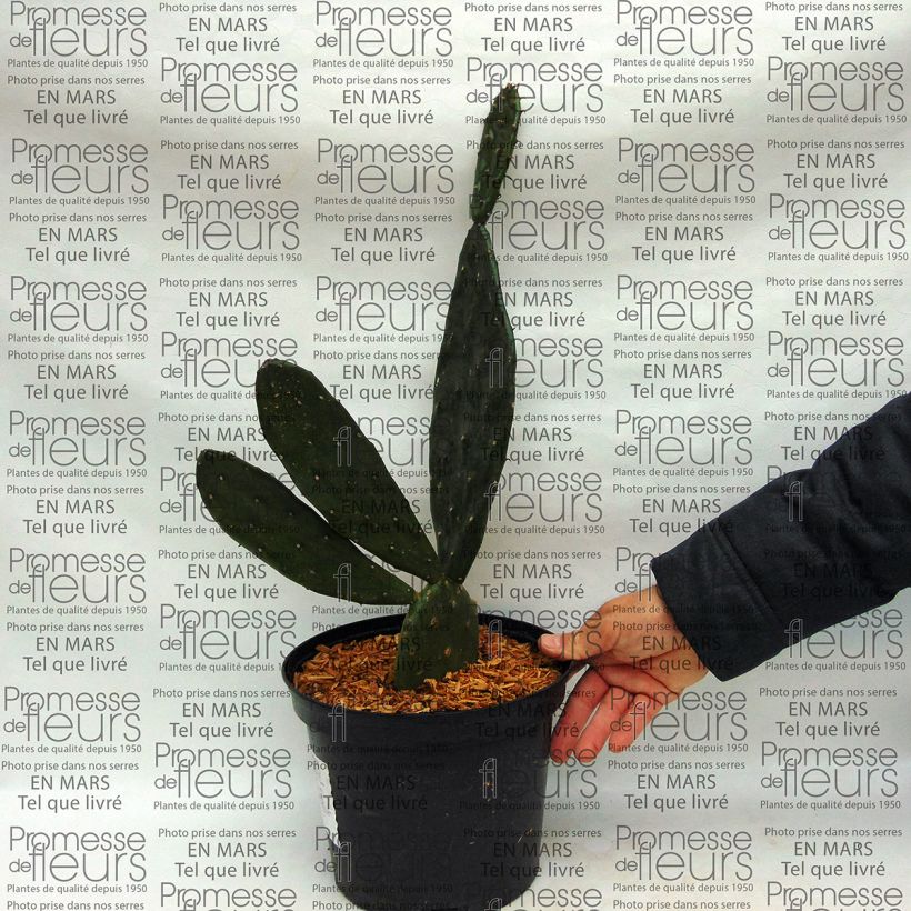 Esempio di esemplare Opuntia anacantha - Fico d'India senza spine Vaso da 4L/5L come consegnato
