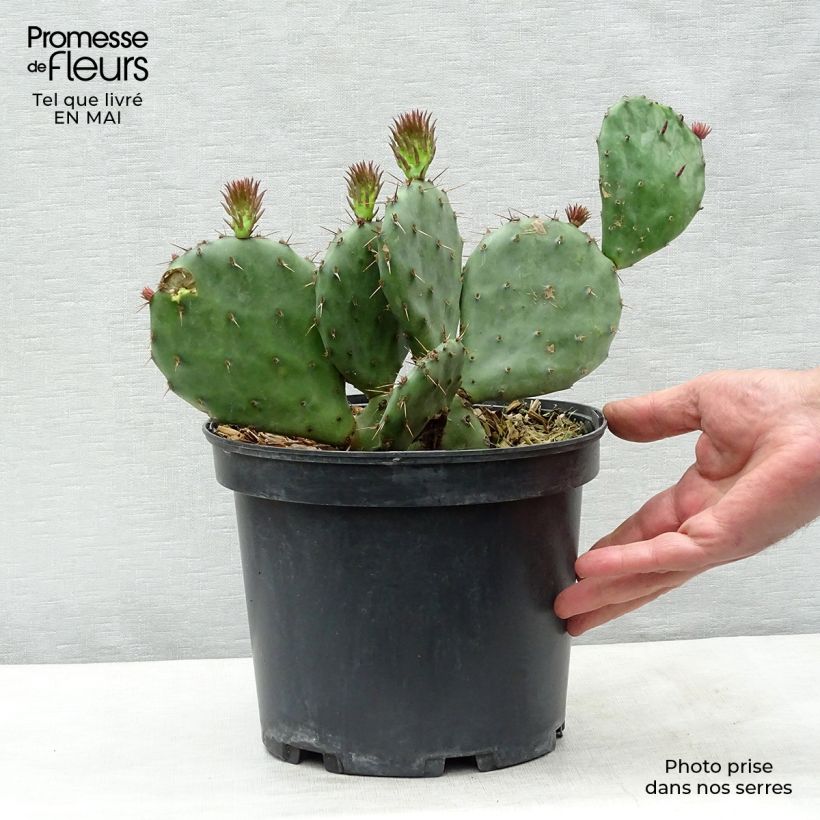 Opuntia atrispina Vaso da 4L/5L esemplare consegnato in primavera
