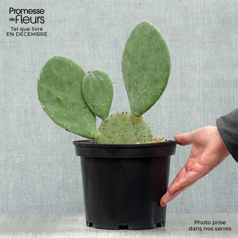 Opuntia cacanapa Ellisiana Vaso da 4L/5L esemplare consegnato in inverno