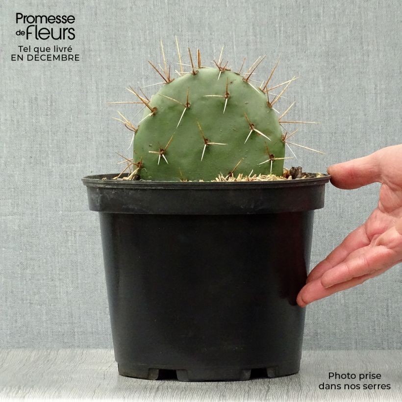 Opuntia discata Vaso da 4L/5L esemplare consegnato in inverno