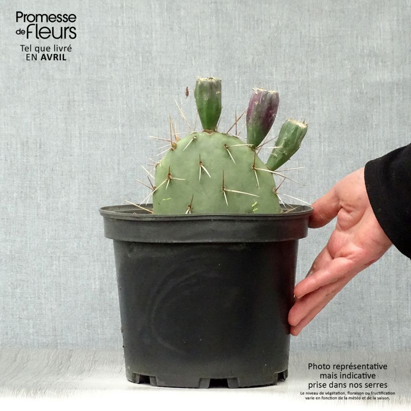 Opuntia discata Vaso da 4L/5L esemplare consegnato in primavera