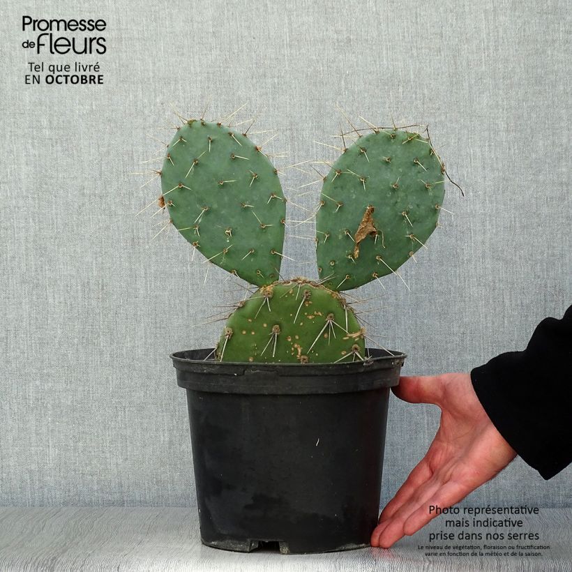 Esemplare di Opuntia discata Vaso da 4L/5L come consegnato in autunno