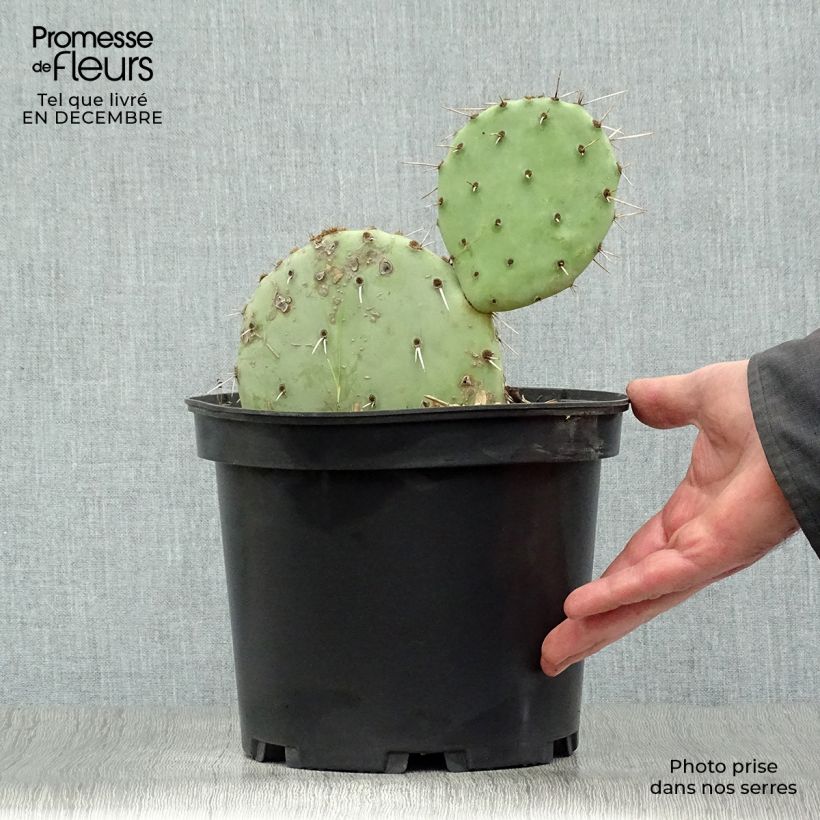Opuntia engelmannii Vaso da 4L/5L esemplare consegnato in inverno