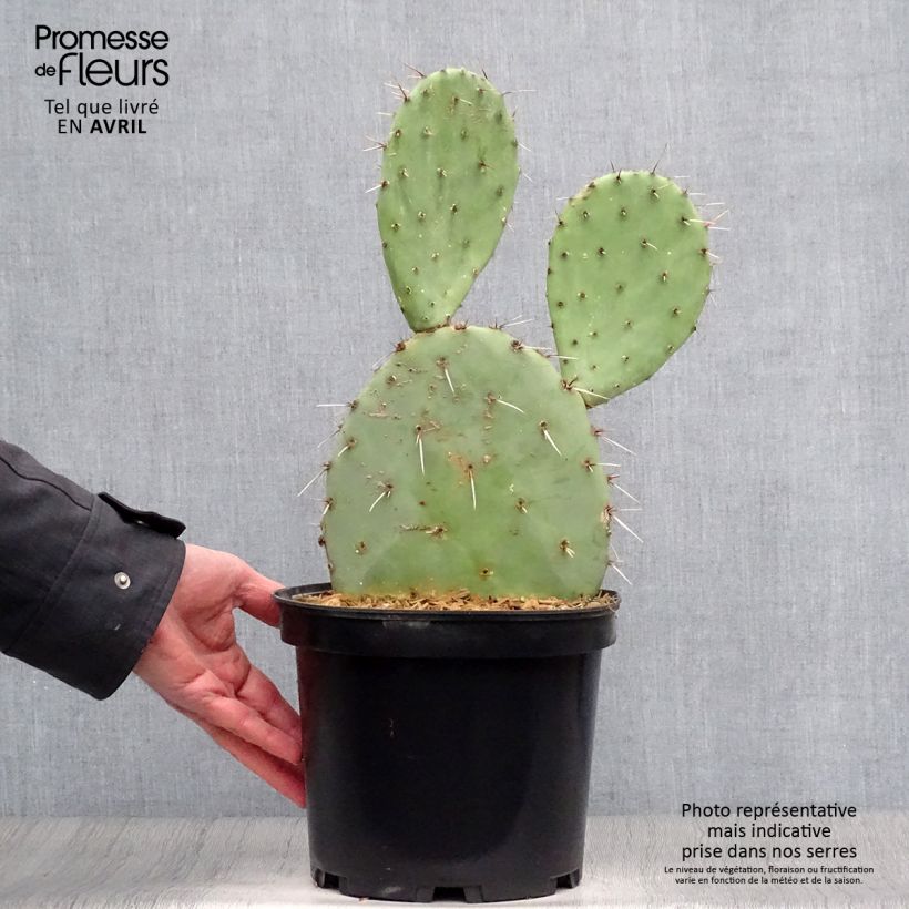 Opuntia engelmannii Vaso da 4L/5L esemplare consegnato in primavera