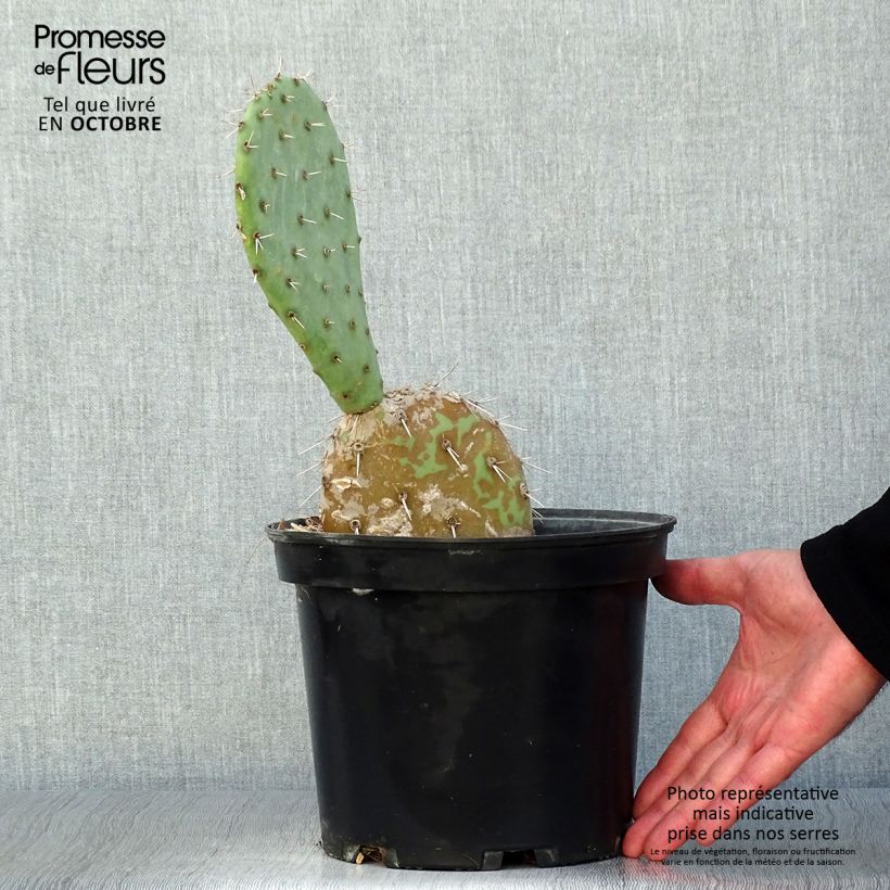 Esemplare di Opuntia engelmannii Vaso da 4L/5L come consegnato in autunno