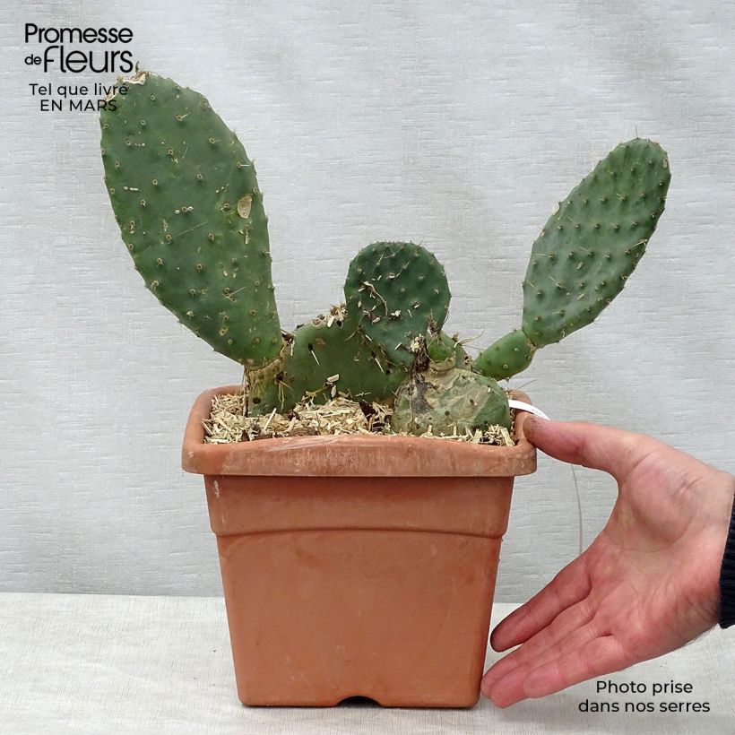 Opuntia engelmannii var.indheimeri Vaso da 4L/5L esemplare consegnato in primavera