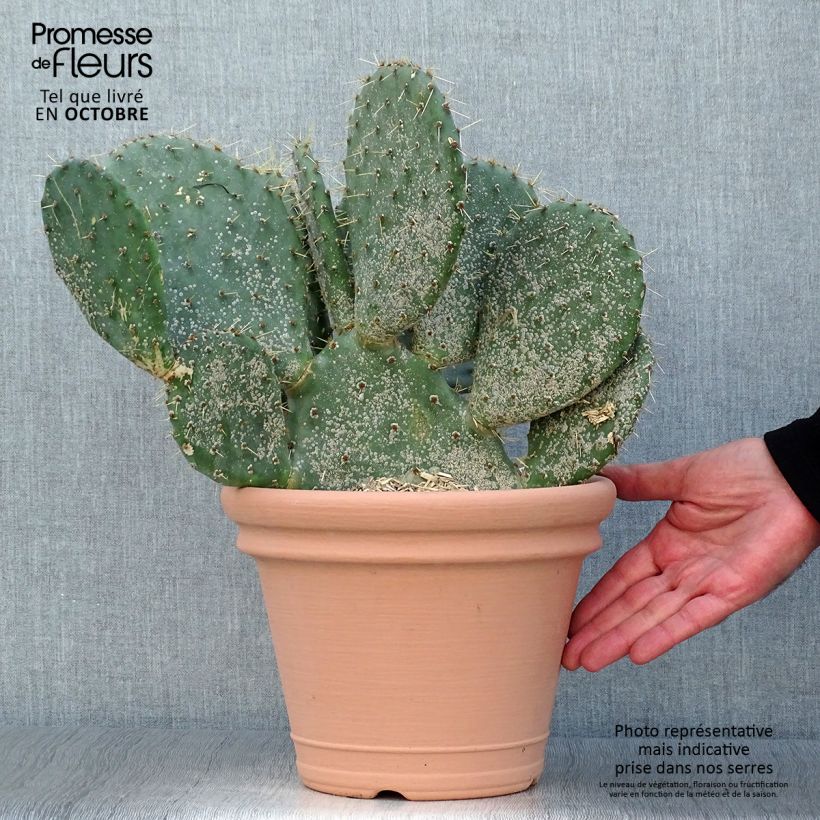 Esemplare di Opuntia engelmannii var.indheimeri Vaso da 4L/5L come consegnato in autunno