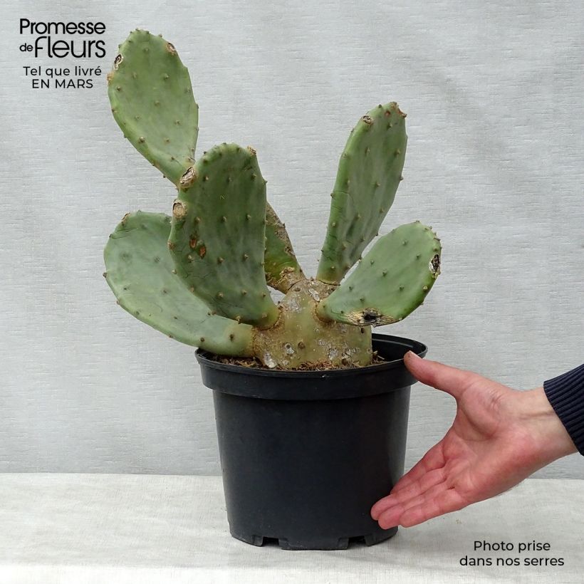 Opuntia engelmannii var. rastrera Vaso da 4L/5L esemplare consegnato in primavera