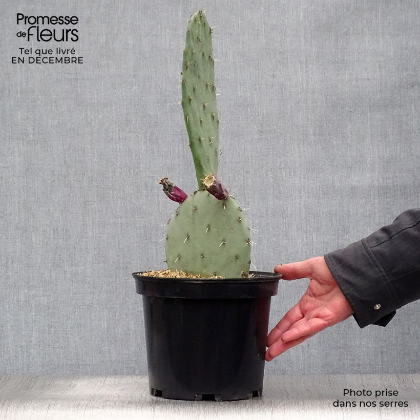 Opuntia gregoriana Vaso da 4L/5L esemplare consegnato in inverno