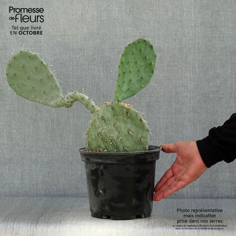 Esemplare di Opuntia gregoriana Vaso da 4L/5L come consegnato in autunno